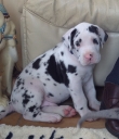 Magnificient Great Dane Puppies